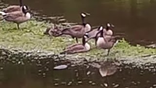 snapping turtle vs Canadian geese [upl. by Crotty]