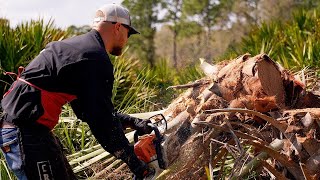 HEART OF TRADITION A look into harvesting swamp cabbage for Labelle’s famous festivalmov [upl. by Filiano853]