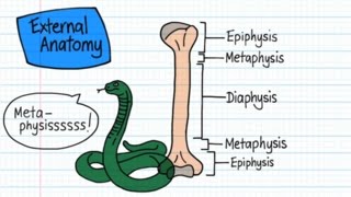 Long Bone Anatomy  Drawn amp Defined [upl. by Ban]