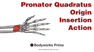 Pronator Quadratus Anatomy Origin Insertion amp Action [upl. by Hatty177]