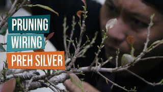 Pruning dan Wiring Bonsai Preh Silver Bersam Mas Ciplux Bonsai Dan KawanKawan [upl. by Azpurua181]