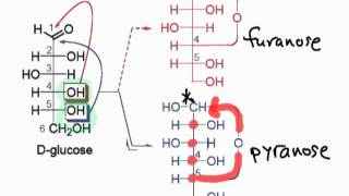 Monosaccharide Chemistry amp Cyclic Sugars [upl. by Haikan985]