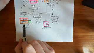 The Intrinsic Pathway of Apoptosis Part 4 [upl. by Latton]