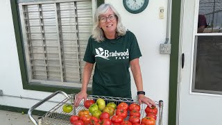 Pulling the hydroponic tomatos [upl. by Sebastian]