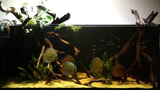 Discus Biotope Blackwater RipariumElos 120 [upl. by Perot]