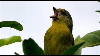 Guriatâ Fêmea Chamando ao vivo da natureza Euphonia violacea Violaceous Euphonia [upl. by Aek]