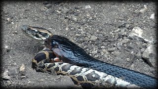 Indigo Snake Eats Python 02  Snake Cannibalism [upl. by Lorre58]