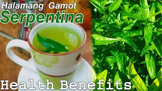 How to Make Serpentina Tea  Health Benefits of Serpentina  Paano gumawa ng Serpentina tea [upl. by Carol-Jean687]