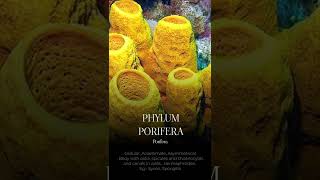 PHYLUM PORIFERA shorts [upl. by Attesor766]