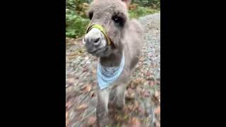 My Pet Donkey Donkey Etter out the person who looks most like him [upl. by Ahsinyt]