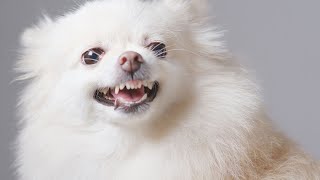 Are Pomeranians prone to tracheal collapse [upl. by Trish130]