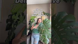 Tips to keep your monstera deliciosa alive plantcare monsteraplant monstera [upl. by Ailed228]