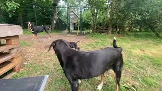 Entlebucher Sennenhund mix pups met een leven lang begeleiding [upl. by Ocnarfnaig]