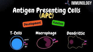 Antigen Presenting Cells Bcells Macrophage Dendritic Cell  Immunology [upl. by Nirehtak231]