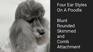 Four Ear Styles on a Poodle [upl. by Leizar528]