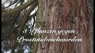 3 Pflanzen gegen Prostatabeschwerden  Viriditas Heilpflanzenvideo [upl. by Lletnohs]