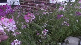 Cleome SpinosaHassleriana properties and uses [upl. by Ushijima]