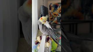 YumYum’s intense preening session cockatiel parrot bird [upl. by Nawk]