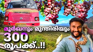 മൂർഖനും മുന്തിരിയും വെറും 300 രൂപക്ക് കാണാം  Cumbum grape farm  KSRTC trip to cumbum [upl. by Hermina]