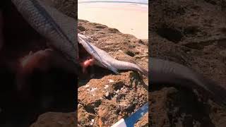 ⚡⚡Ecailler poisson la badeche⚡🐟🐟 fishing صيد fish sound asmr asmrsounds badechote [upl. by Ecnaralc900]