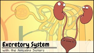 Excretory System and the Nephron [upl. by Holihs]