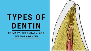 Types of Dentin  Dentin Pulp Complex Session 2 [upl. by Arvo]