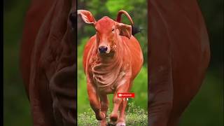 Very much and very beautiful bull  haider haider cow  cow cords animals cattle  giant Brahman [upl. by Ydisac]