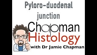 3 Min Histology  Pyloroduodenal Junction [upl. by Neahs]