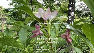 삼색병꽃나무 Weigela florida 야생화를 찾아서203 in search of wildflowers 한밭수목원 Hanbat Arboretum [upl. by Onafets119]