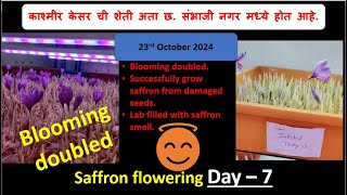 Daily update 23rd Oct Damaged saffron bulb saved and bloomed successfully Flowering doubled [upl. by Campney]