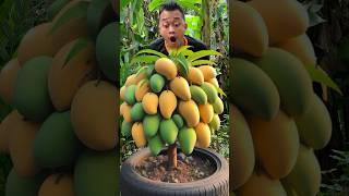 Survival Skills Grafting Mango 🥭 Simple but very Useful in Forest 🌳 bushcraft camping outdoors [upl. by Ydnec80]