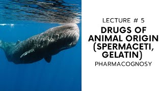 PHARMACOGNOSY  DRUGS OF ANIMAL ORIGIN  SPERMACETI AND GELATIN  LECTURE  5  HOPELESS MEDICOS [upl. by Gosnell]