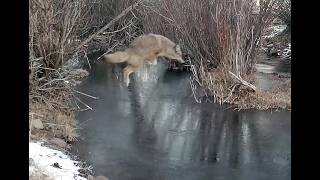 Critters Crossing the Creek [upl. by Acinomahs]