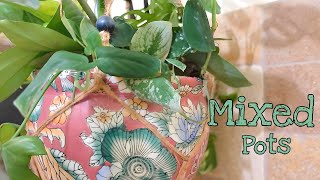 Mixed Pots of Houseplants Update  Im Tired [upl. by Shelby]