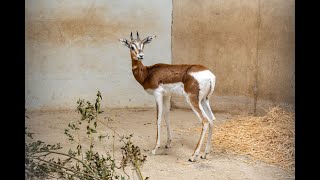 Aankomst Mhorrgazelles in GaiaZOO [upl. by Abner281]