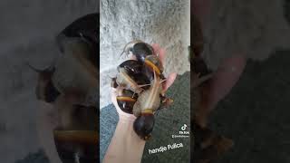 Lissachatina Fulica een hand vol 💕 [upl. by Ahsets]