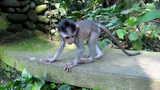 Cute baby macaque monkey in Ubud [upl. by Ainehs]