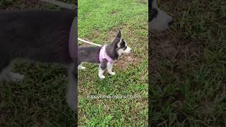 Leash training for Leticia puppytimeemporium7080 puppy pomsky puppylovers [upl. by Acina]