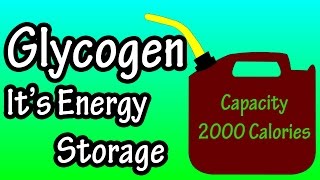 Glycogen  What Is Glycogen  Glycogen Storage In The Body [upl. by Euqitsym]