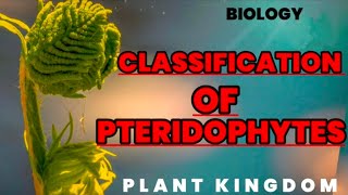 Classification of Pteridophytes  Biology [upl. by Oicneserc]