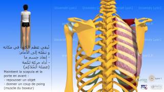 Le muscle dentelé antérieur العضلة المنشارية الأمامية [upl. by Walker682]