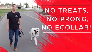 Stop leash pulling fast No ecollar no prong no treats [upl. by Letnahc]