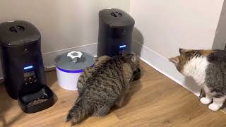 Petlibro Cat Automatic Feeder [upl. by Jermayne]