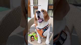 Mora man karta hai comedy funny doglover hasbandwaifecomadysorts funnycomedy motivation [upl. by Ssalguod53]