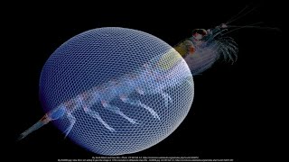 Camera Eyes vs Compound Eyes Two Evolutionary Paths to Vision [upl. by Ahsied]