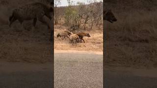 The quotgangquot is back Hyenas in Kruger National Park krugernationalpark hyena viralvideo [upl. by Neenej479]