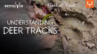 Understanding Deer Tracks  Whitetail EDU with Mark Kenyon and Tony Peterson [upl. by Cleodal54]