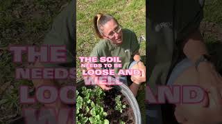 How to Grow Massive Potatoes in a Small Space  Potato Growing Tips and Tricks [upl. by Snahc]