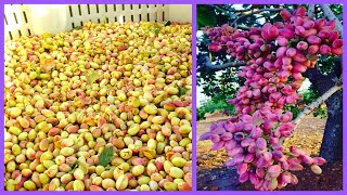 Modern Pistachios Harvesting Machine  Awesome Pistachios Farming And Processing [upl. by Keppel]