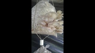 Producción de Orellanas Pleurotus Ostreatus [upl. by Casey844]